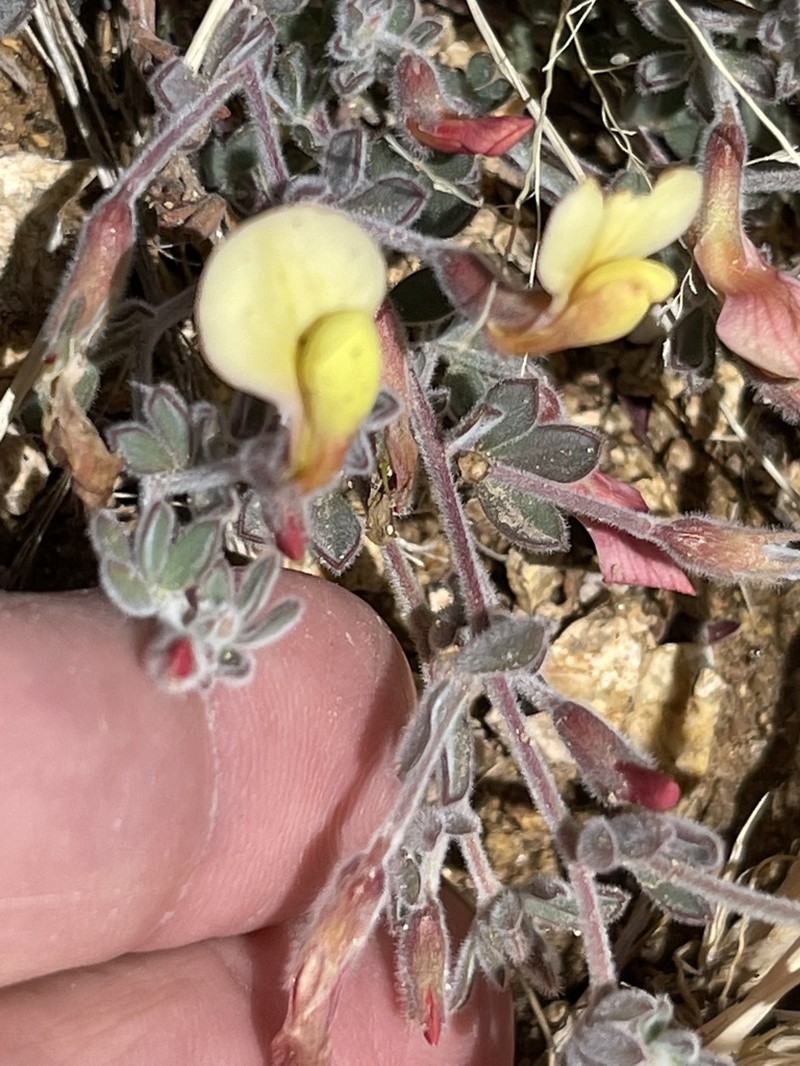 Greene's Bird's-Foot Trefoil photo 5
