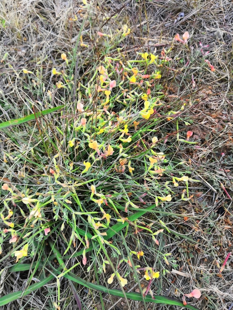 Greene's Bird's-Foot Trefoil photo 6