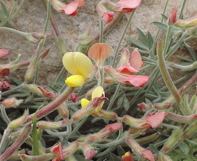 Greene's Bird's-Foot Trefoil photo 7