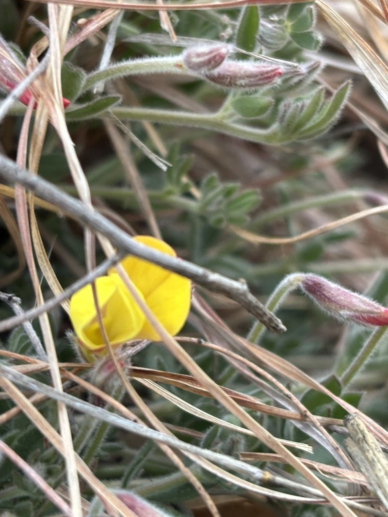 Greene's Bird's-Foot Trefoil photo 8