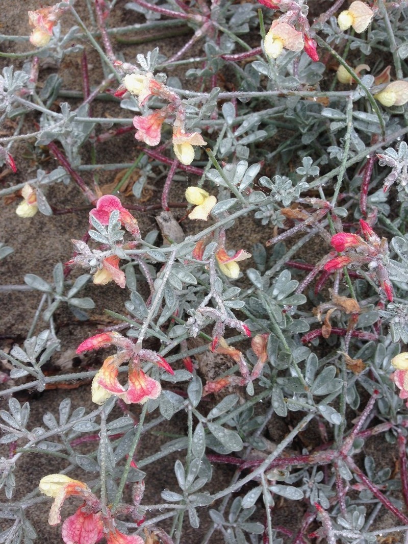 Acmispon niveus