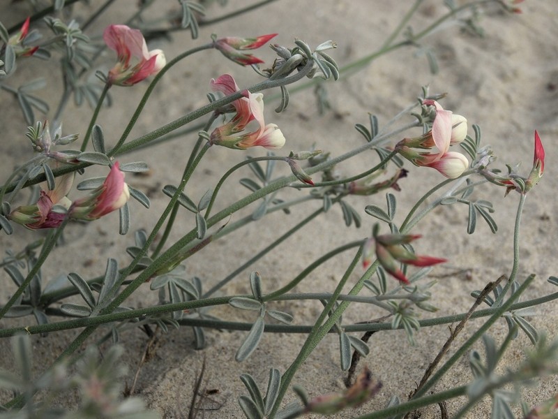 Acmispon niveus photo 2