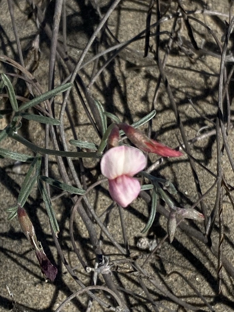 Acmispon niveus photo 3