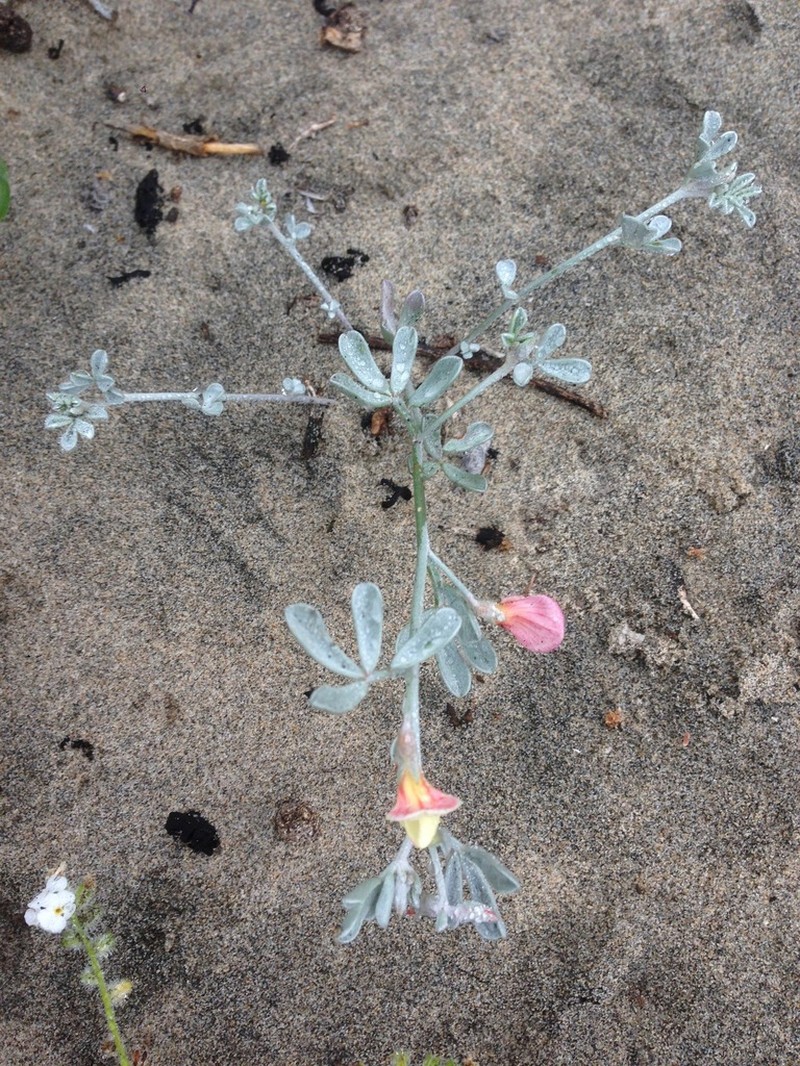 Acmispon niveus photo 4