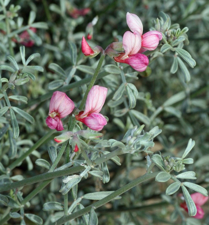Acmispon niveus photo 5