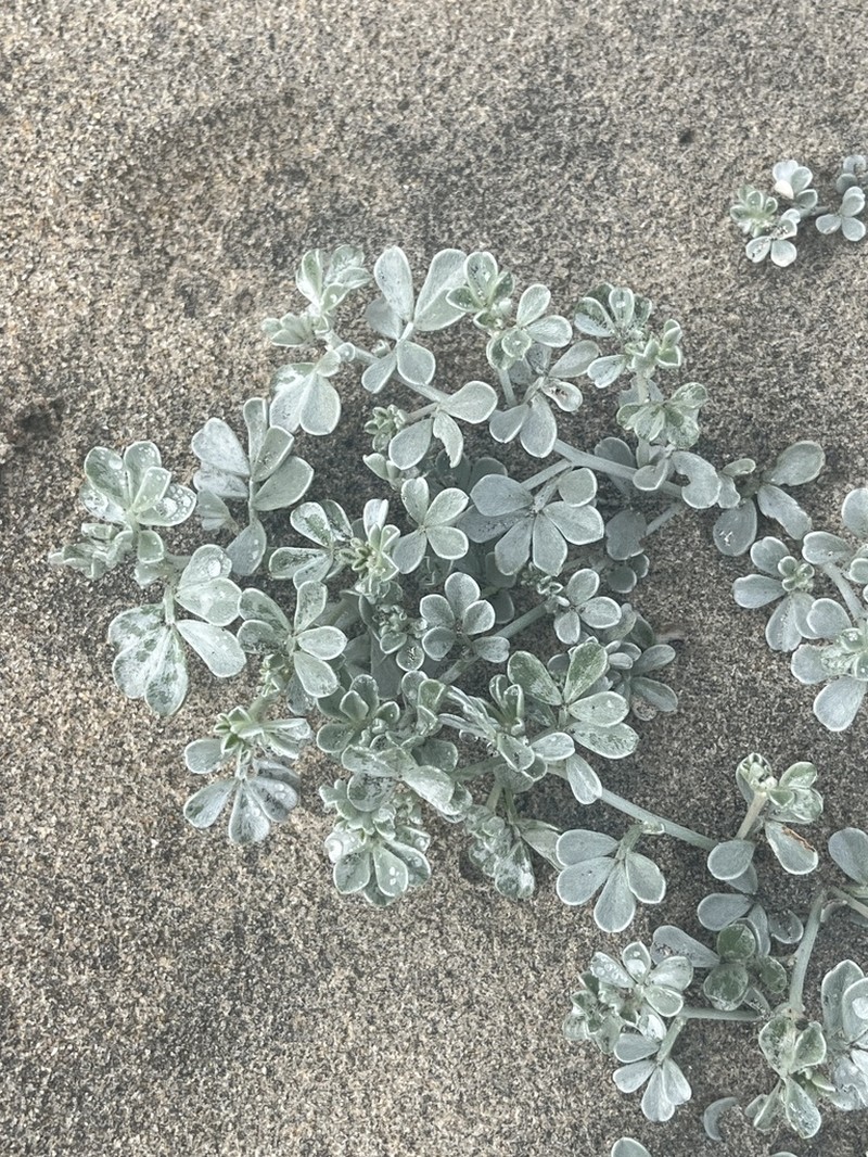Acmispon niveus photo 6