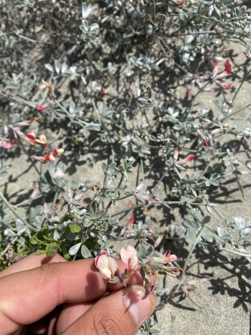 Acmispon niveus photo 8