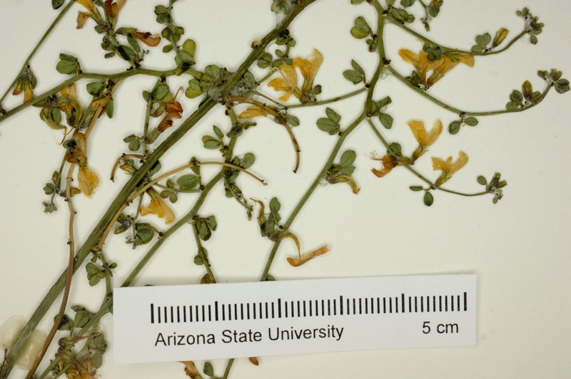 Acmispon nudatus