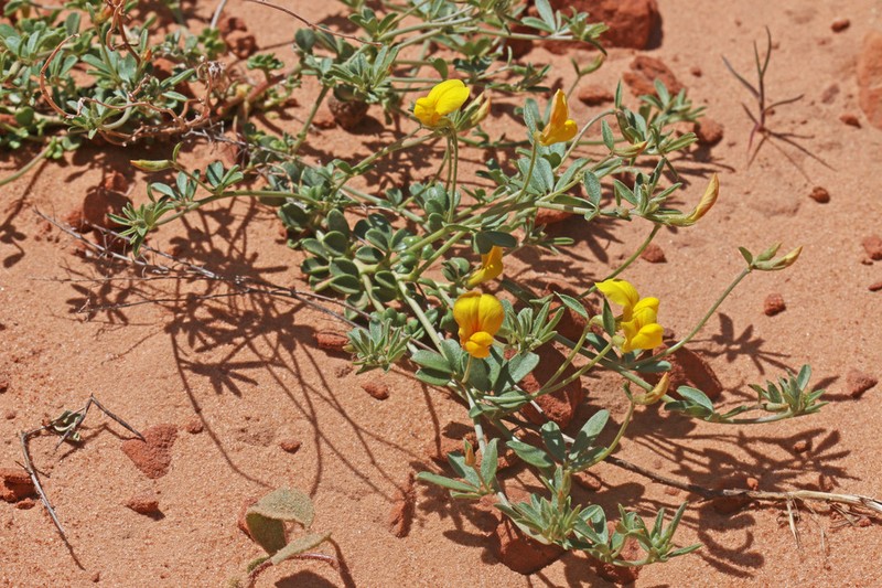 Acmispon oroboides