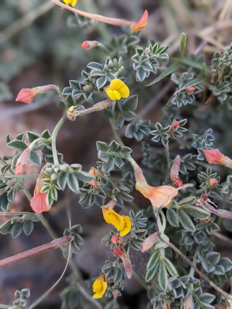 Acmispon oroboides photo 2