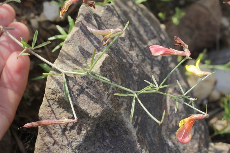 Acmispon oroboides photo 3
