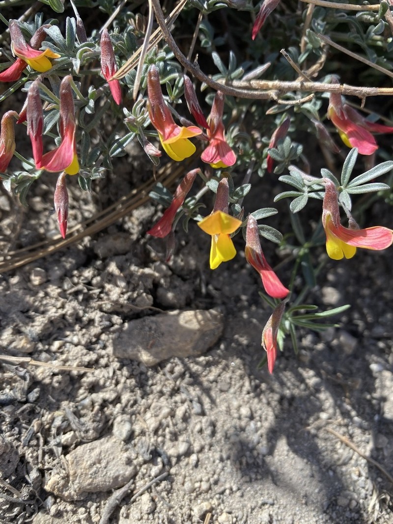 Acmispon oroboides photo 4