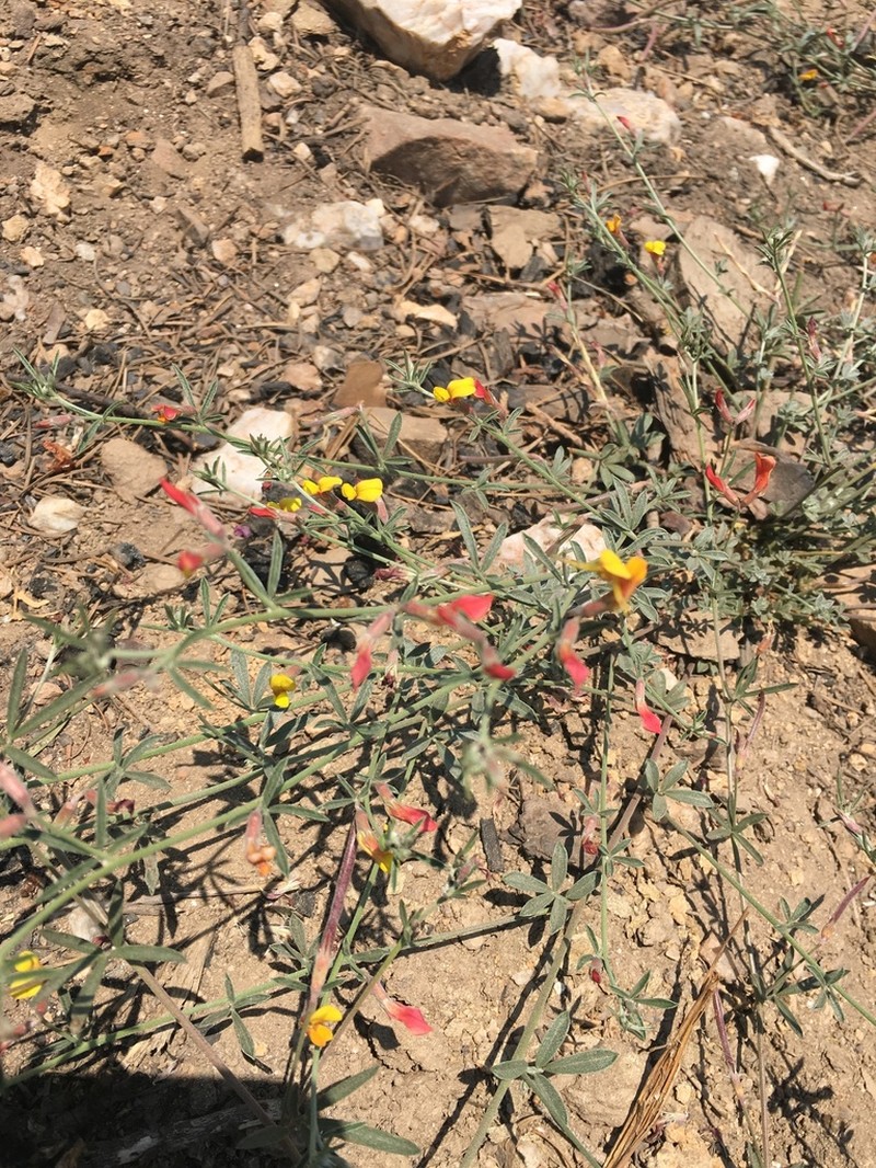 Acmispon oroboides photo 5