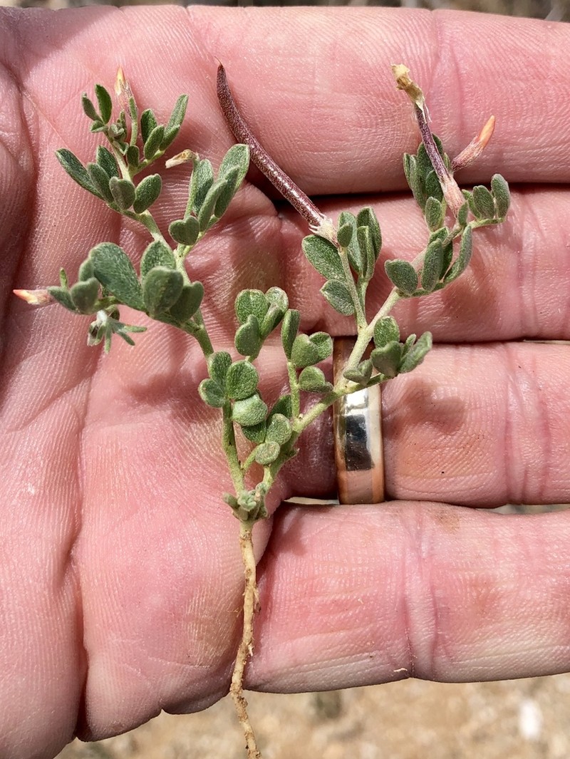 Acmispon oroboides photo 6