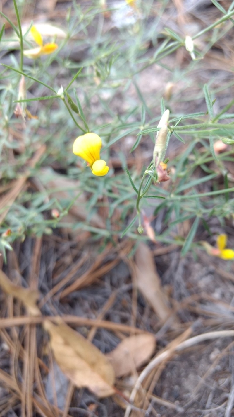 Acmispon oroboides photo 7