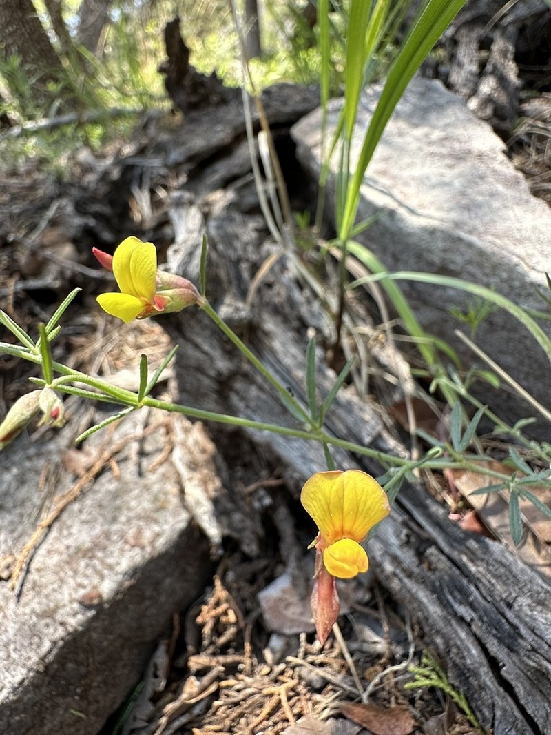Acmispon oroboides photo 8