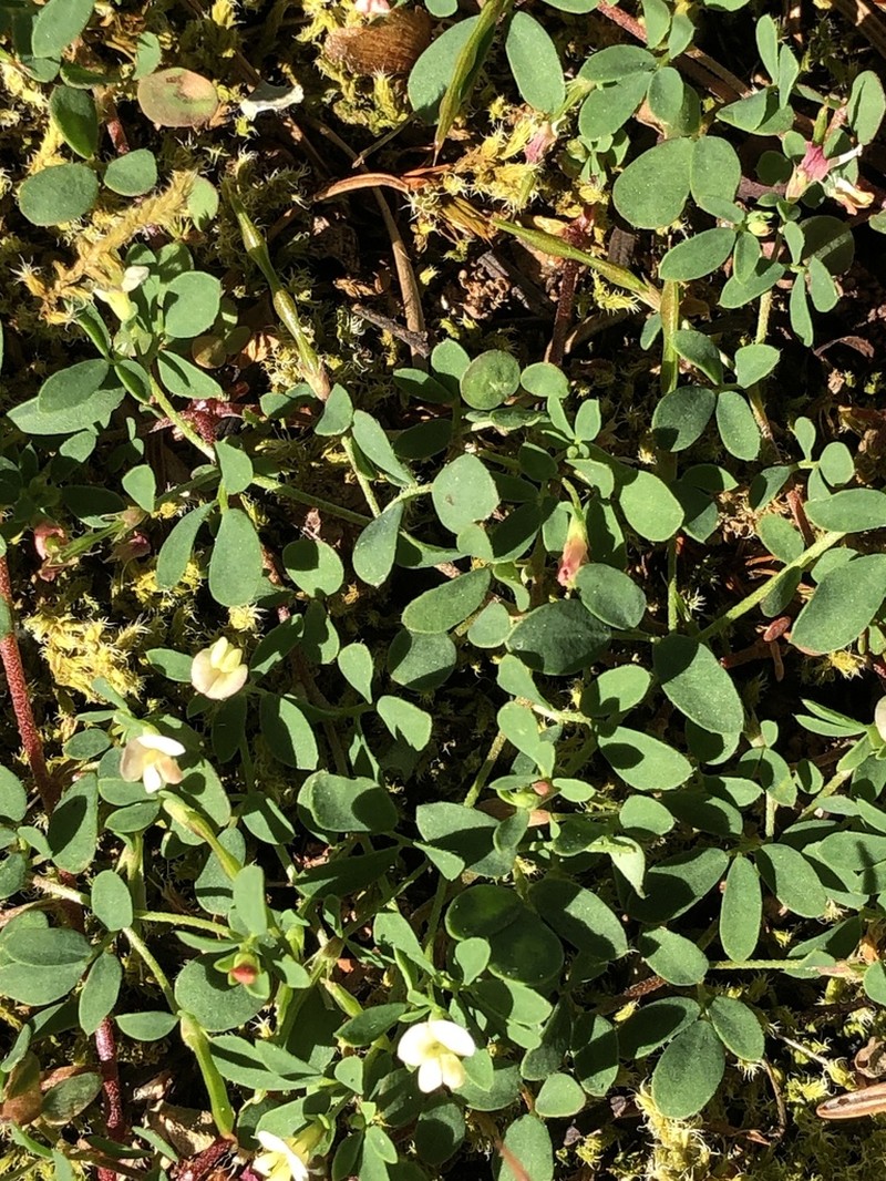 Desert Deervetch photo 3