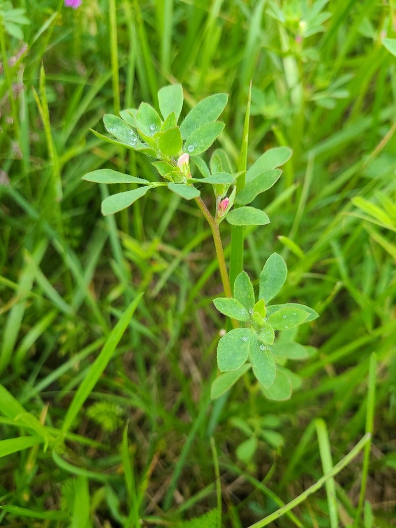 Desert Deervetch photo 4
