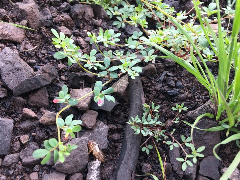 Desert Deervetch photo 5