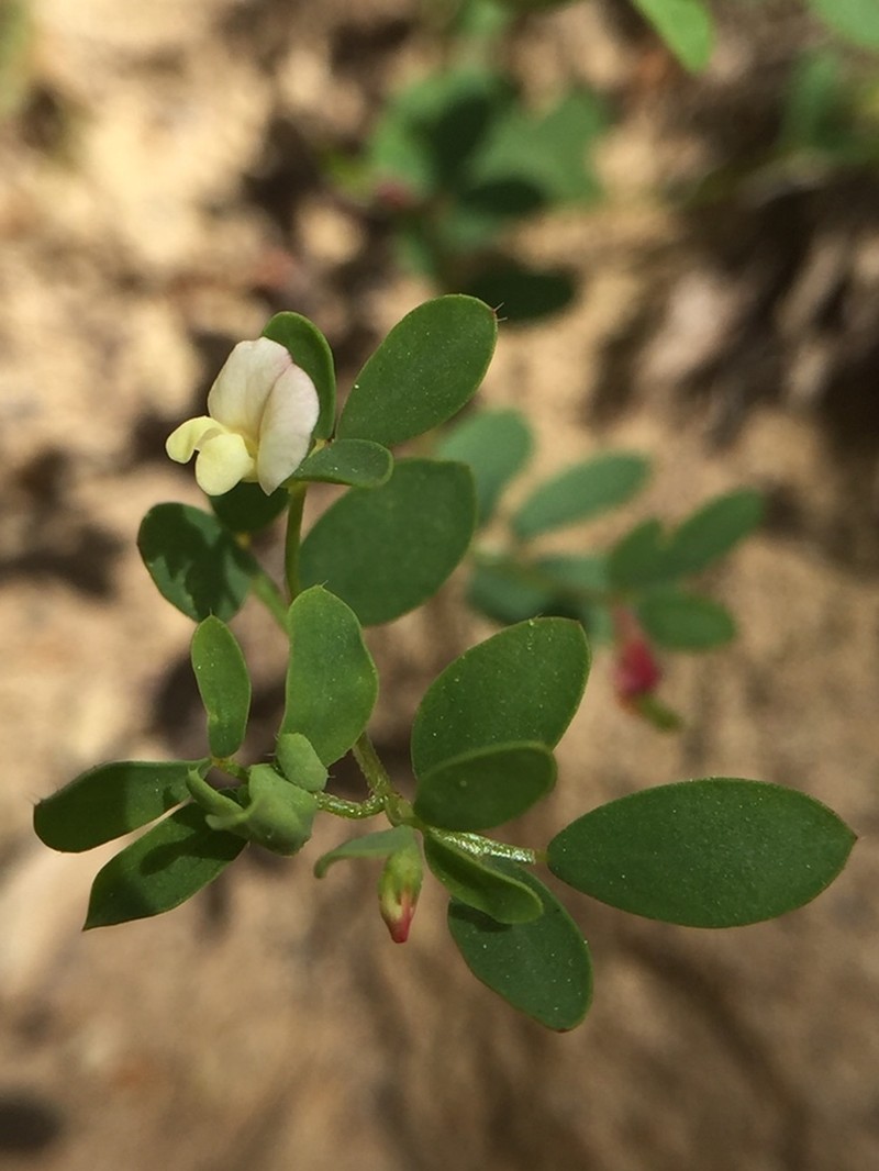 Desert Deervetch photo 6