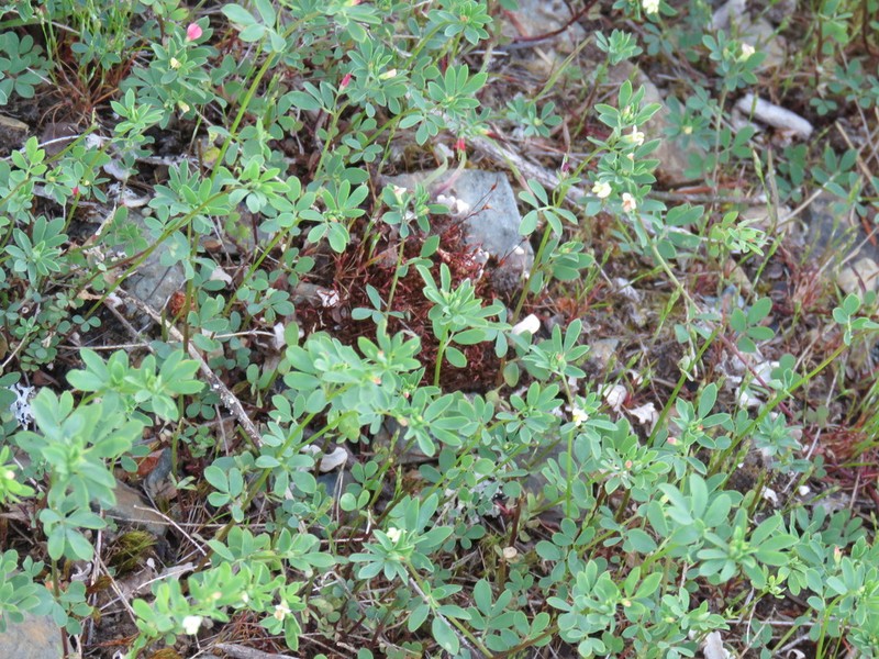 Desert Deervetch photo 7