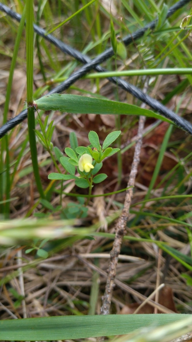 Desert Deervetch photo 8