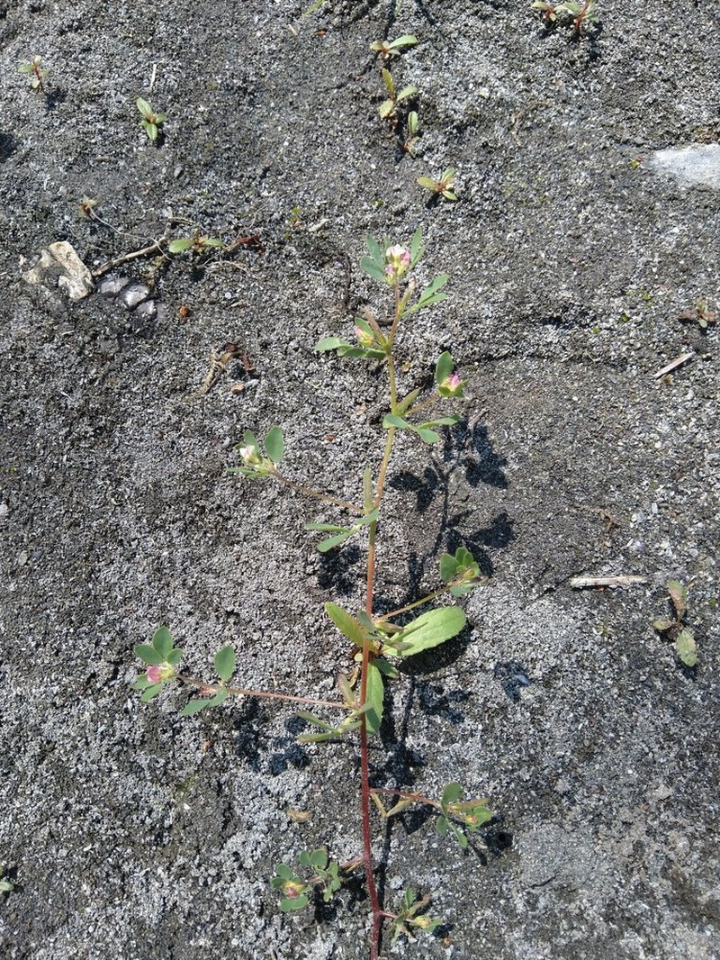 Desert Deervetch photo 9