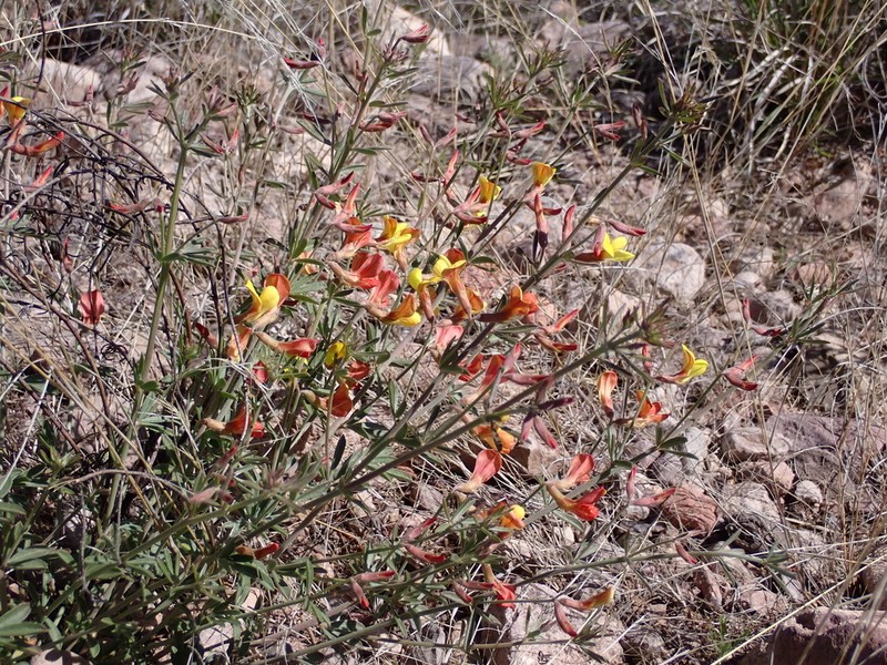New Mexico Bird's-Foot Trefoil photo 3