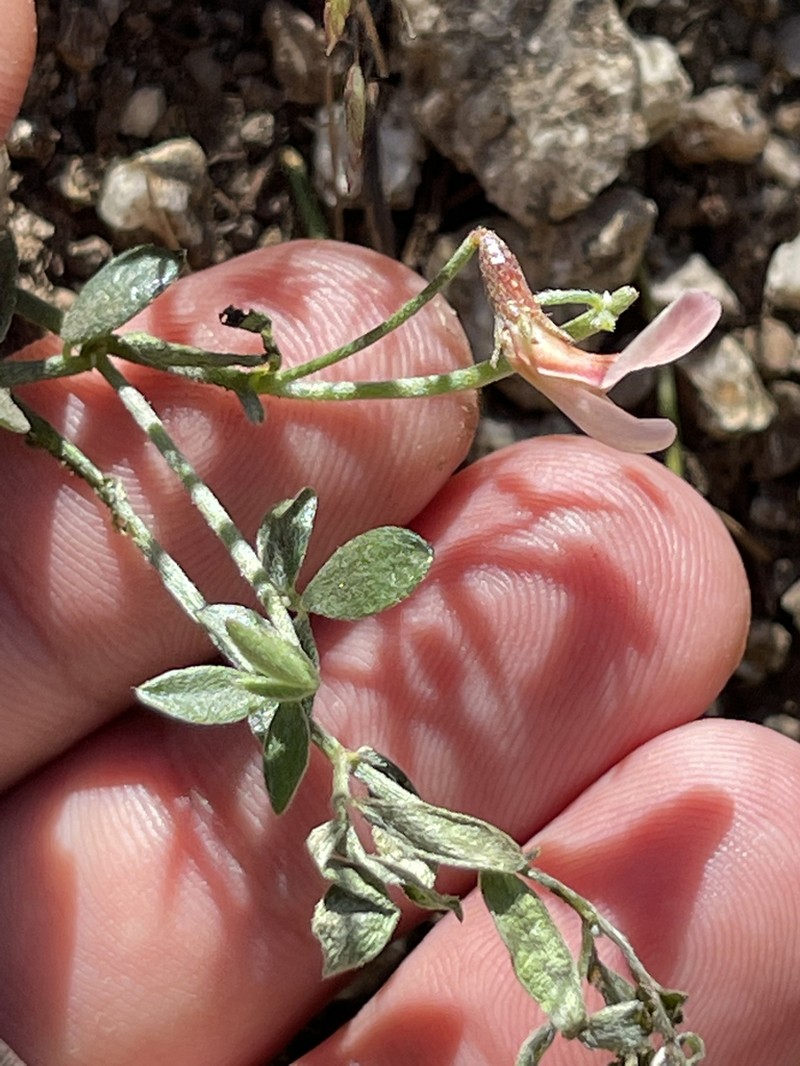 New Mexico Bird's-Foot Trefoil photo 4