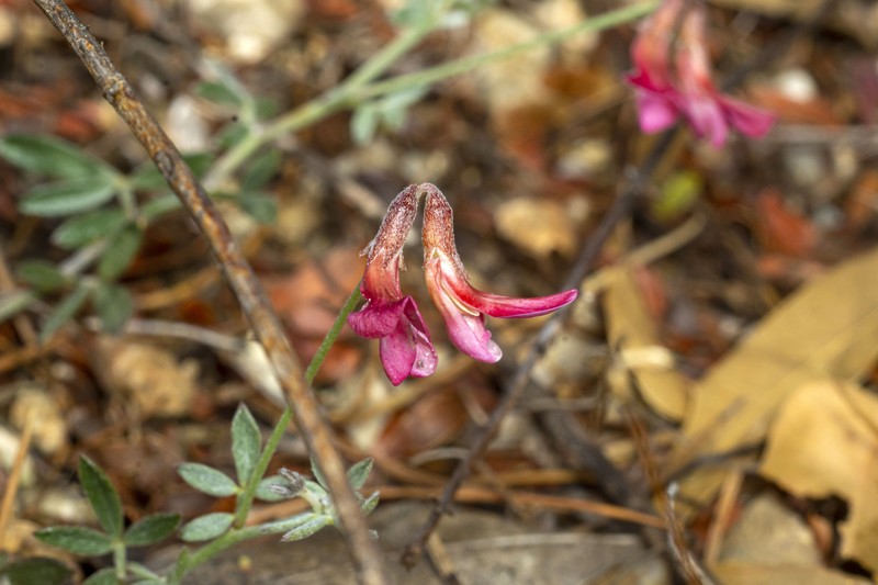 New Mexico Bird's-Foot Trefoil photo 5