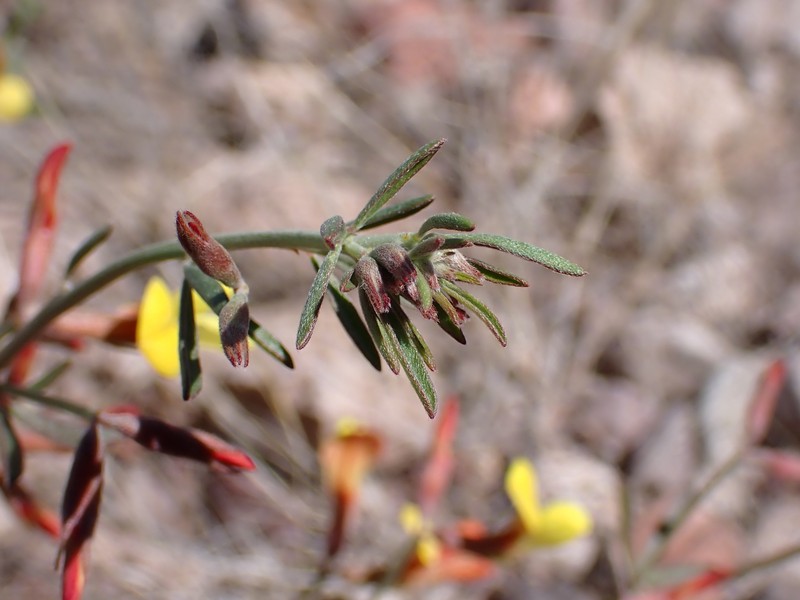 New Mexico Bird's-Foot Trefoil photo 6