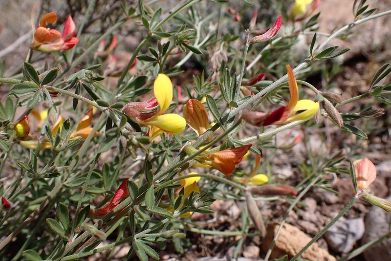 New Mexico Bird's-Foot Trefoil photo 7