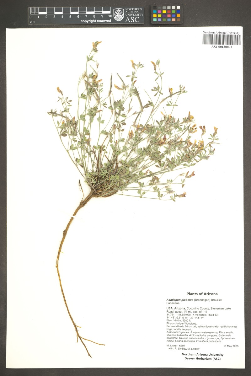 New Mexico Bird's-Foot Trefoil photo 8
