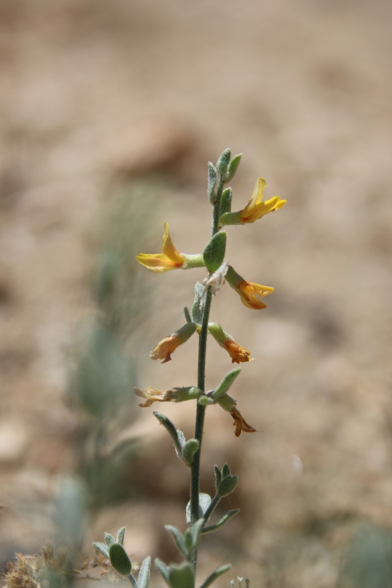 Silky Deerweed