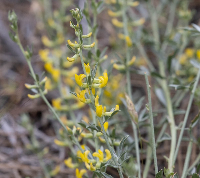 Silky Deerweed photo 4