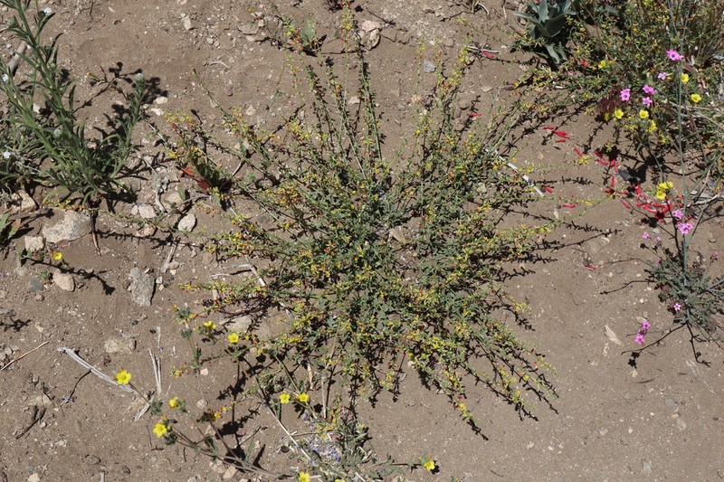 Silky Deerweed photo 5