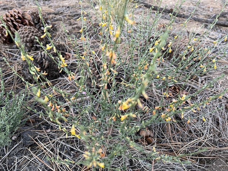 Silky Deerweed photo 6