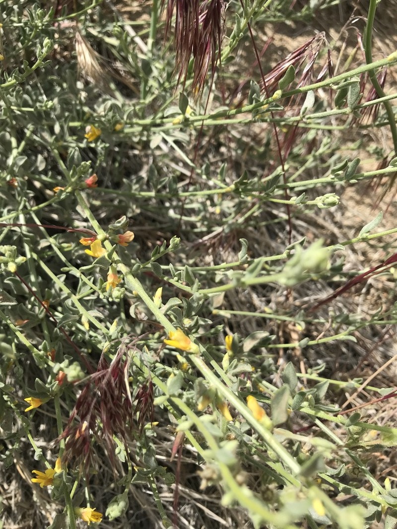 Silky Deerweed photo 7