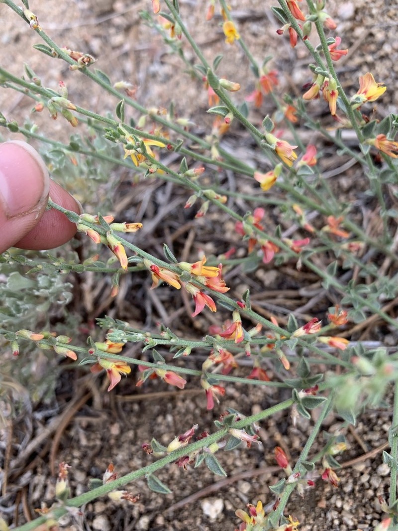 Silky Deerweed photo 8