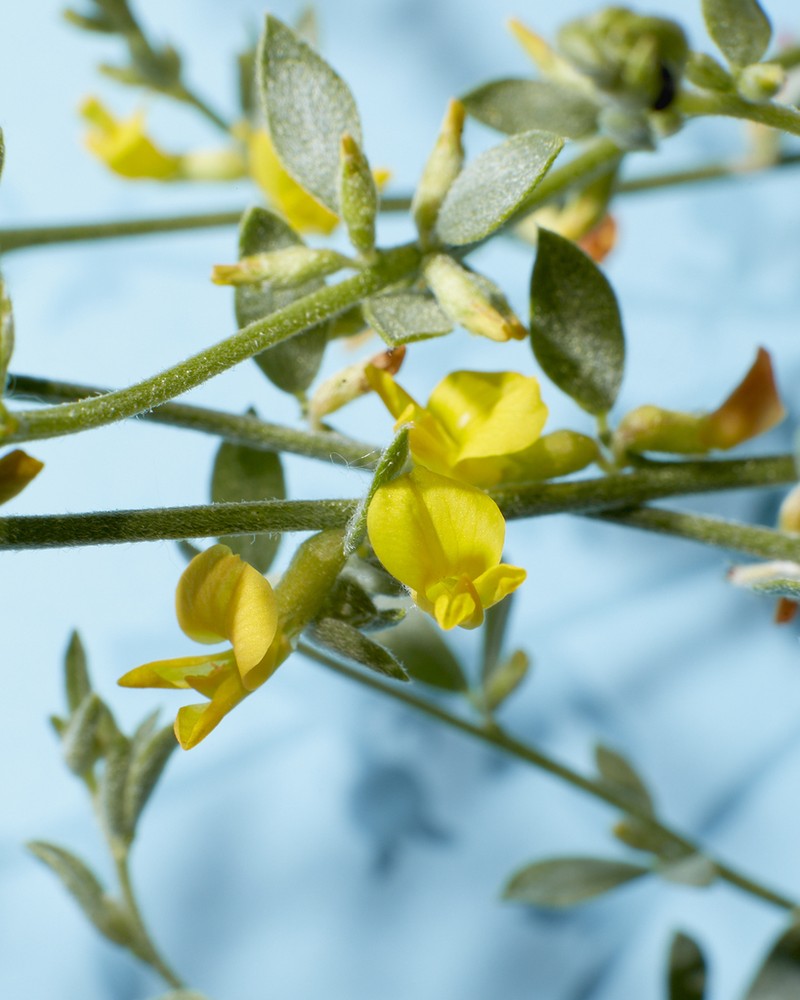 Silky Deerweed photo 9