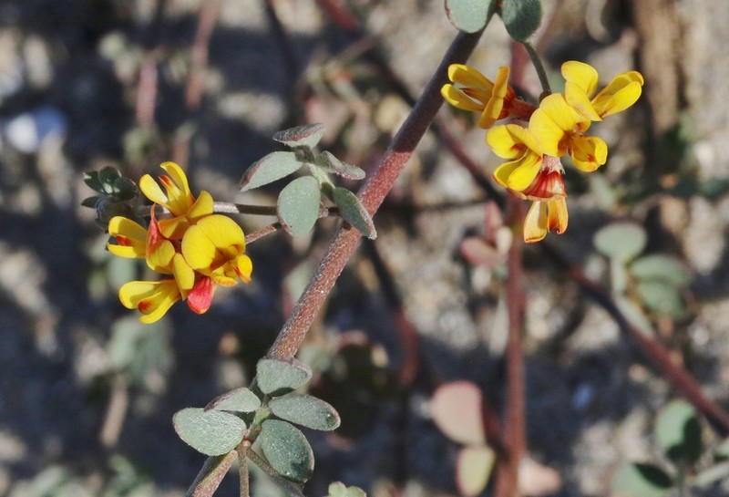 Wire Bird's-Foot Trefoil photo 3