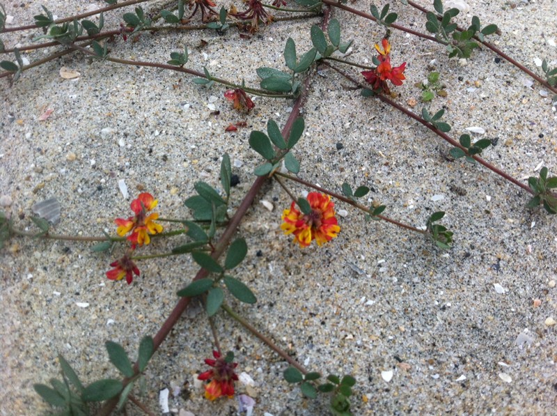 Wire Bird's-Foot Trefoil photo 5