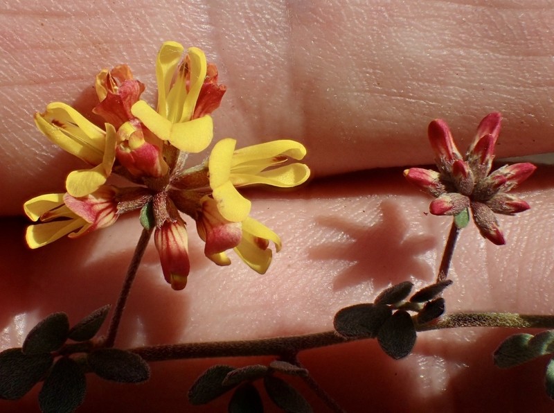 Wire Bird's-Foot Trefoil photo 6