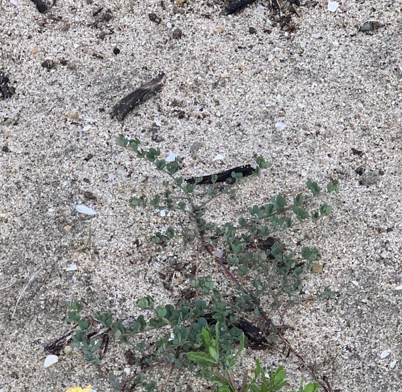 Wire Bird's-Foot Trefoil photo 8