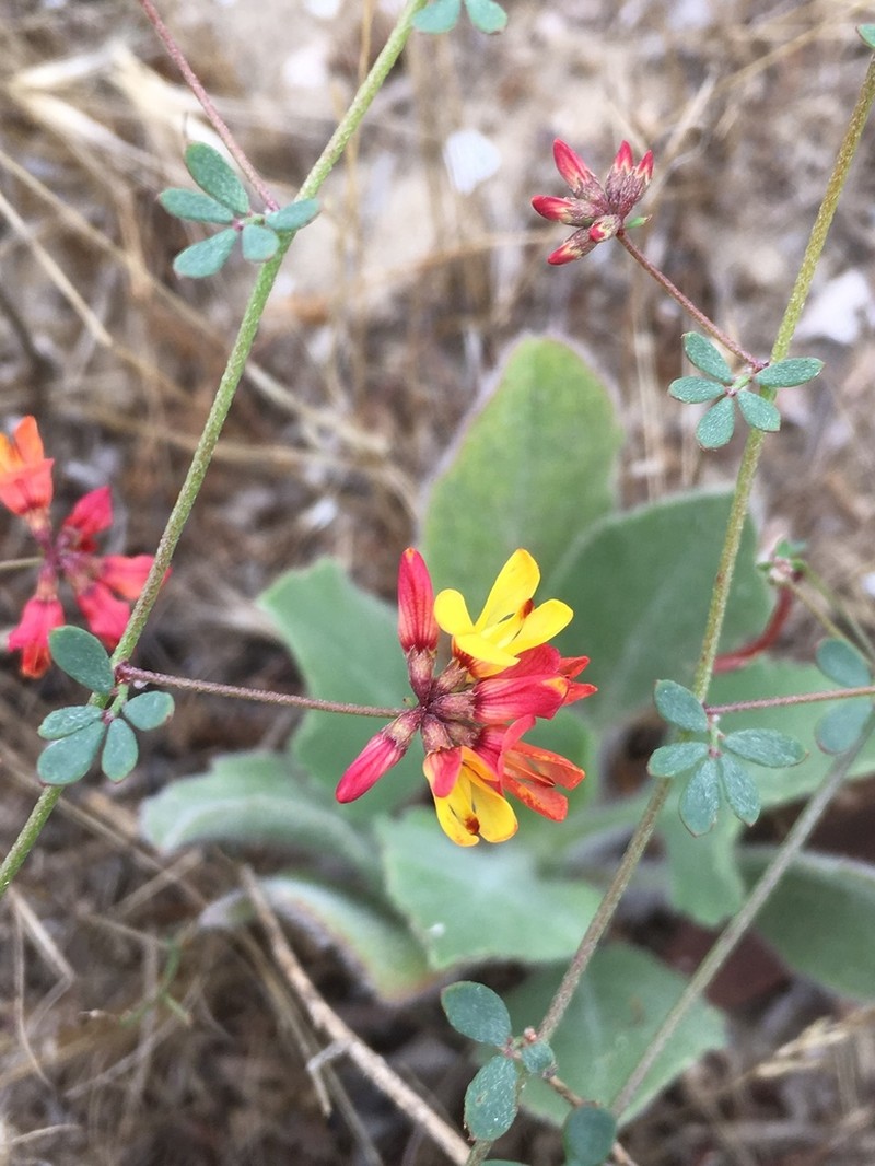 Wire Bird's-Foot Trefoil photo 9