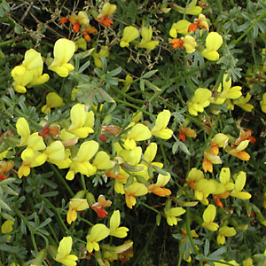 Shrubby Deervetch