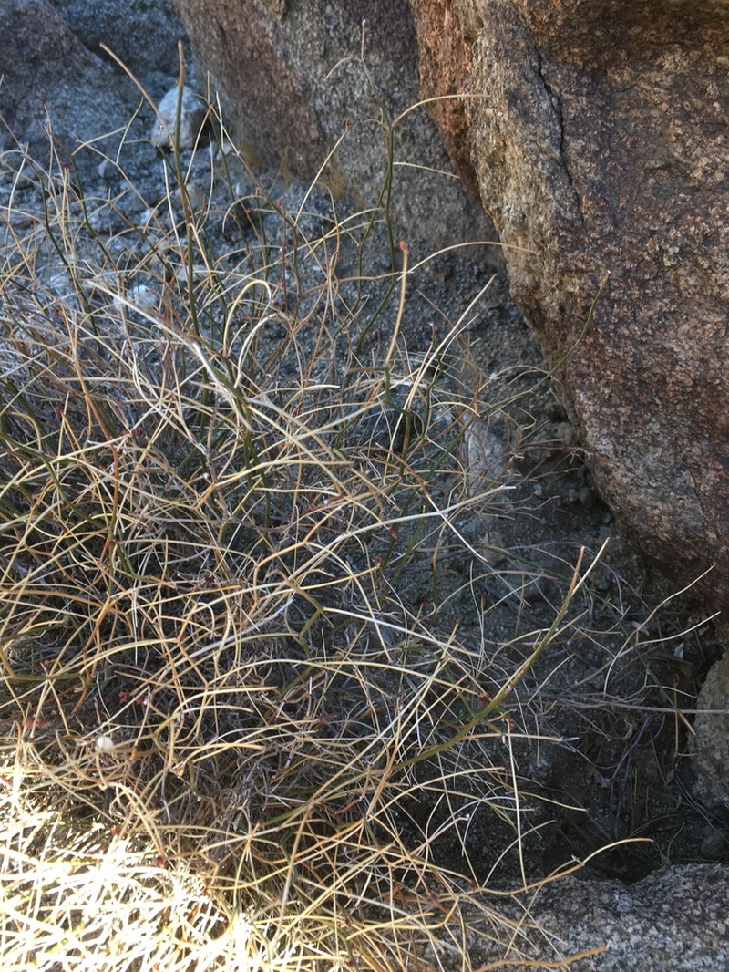 Shrubby Deervetch photo 3