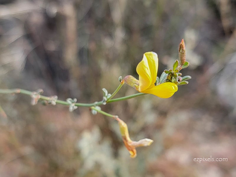 Shrubby Deervetch photo 4