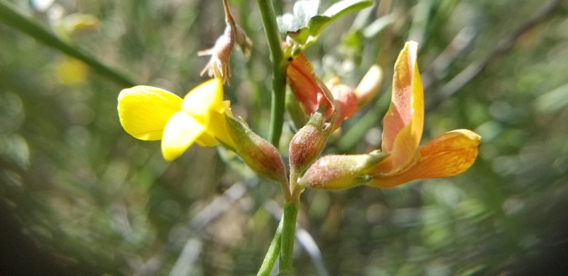 Shrubby Deervetch photo 6