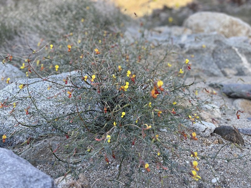 Shrubby Deervetch photo 8